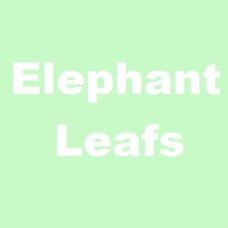 Sumatra Elephant Leafs met witte nerf - Per 100 gram