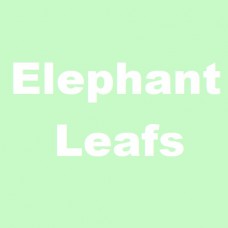 Sumatra Elephant Leafs met rode nerf - Per 100 gram