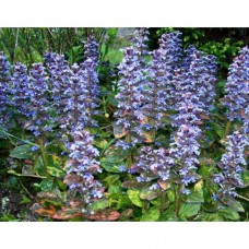 Ajuga Turkestanica (10% / 20% Turkesterone) - 100 Capsules a 430mg