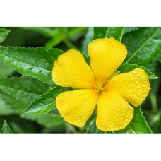 Damiana 10x Extract - 100 Capsules a 400mg