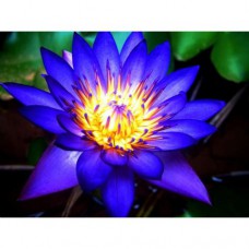 Blue Lotus Extract 10:1 (Nymphaea Caerulea) - 100 Capsules a 500mg