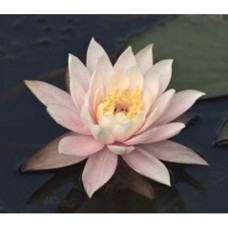 White Lotus Extract 100:1 (Nelumbo Nucifera) - 50 capsules a 420mg